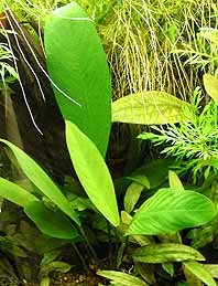 congensis (pot)