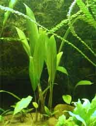 lanceolata (pot)