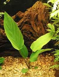 Anubias gigantea pot