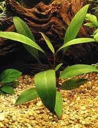 Anubias angustifolia pot