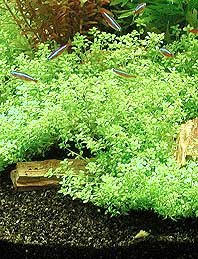 micranthemoides (pot)
