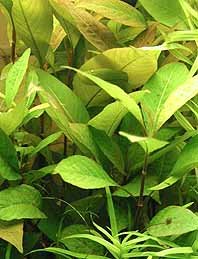 Cherry leaf (pot)
