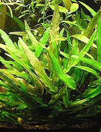 lutea (pot)