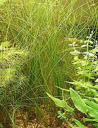 vivipara (pot)