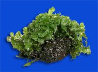 tennerum (3-4 cm)