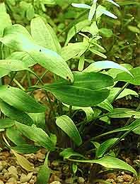 nevillii (pot)