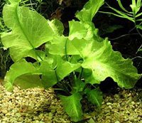 japonicum (XXL)