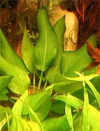 schlueteri (pot)