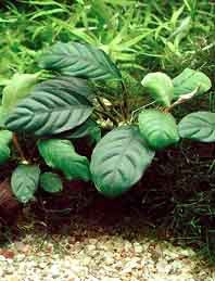 Anubias barteri Coffeifolia pot