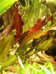 Red Indian (pot)
