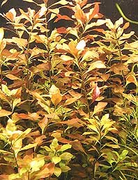 Ludwigia repens submers pot