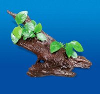 Root+2 Anubias (-)