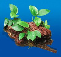 Root+3 Anubias (-)