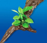 Root +1 anubias (-)
