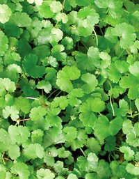 Hydrocotyle dissecta carpet12x14 cm
