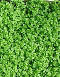 micranthemoides (carpet 12x14cm)