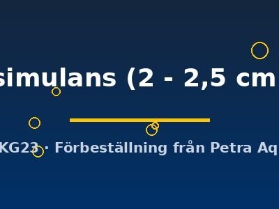 simulans (2 - 2,5 cm)