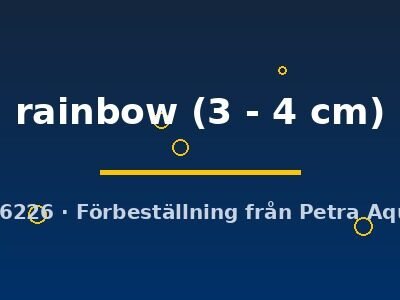 rainbow (3 - 4 cm)