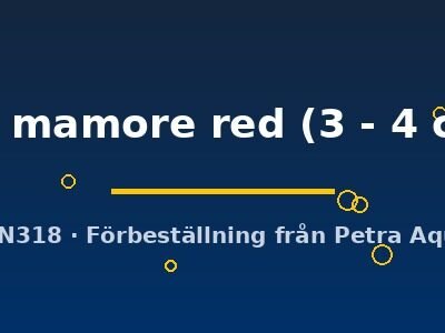 Mamore Dwarf Cichlid red (Apistogramma sp. mamore red) 3–4 cm