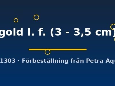 gold l. f. (3 - 3,5 cm)
