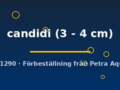 candidi (3 - 4 cm)