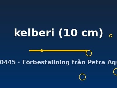 kelberi (10 cm)