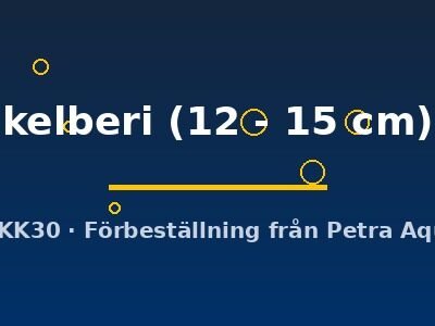 kelberi (12 - 15 cm)