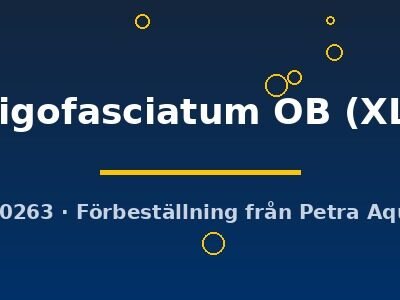 nigofasciatum OB (XL)