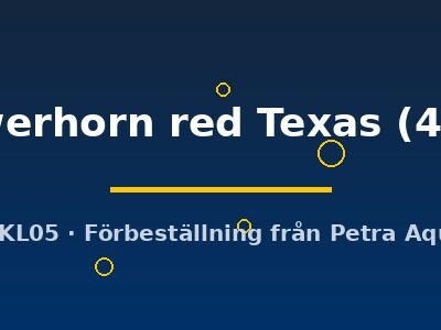 Cichlasoma sp. flowerhorn red Texas 4–5 cm