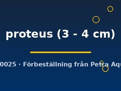 proteus (3 - 4 cm)
