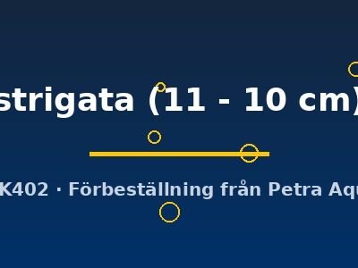 strigata (11 - 10 cm)