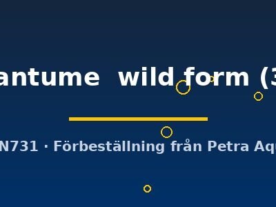 Pterophyllum altum Dantume wild form 3–4 cm