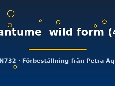 Pterophyllum altum Dantume wild form 4–5 cm