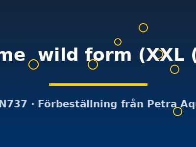 Pterophyllum altum Dantume wild form XXL (>7,5 cm)