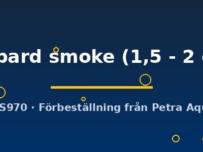 leopard smoke (1,5 - 2 cm)