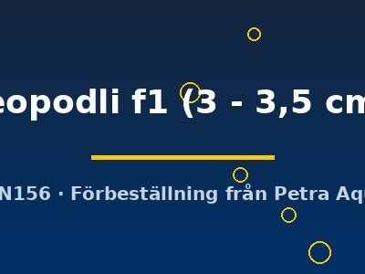 leopodli f1 (3 - 3,5 cm)