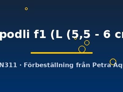 leopodli f1 (L (5,5 - 6 cm))
