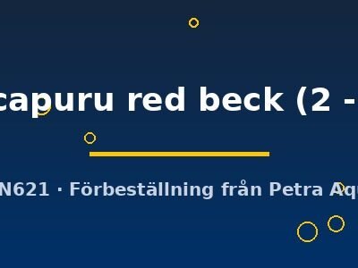 Pterophyllum scalare manacapuru red beck 2–3 cm