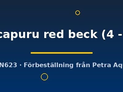 Pterophyllum scalare manacapuru red beck 4–6 cm