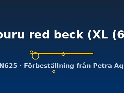 Pterophyllum scalare manacapuru red beck XL (6 - 7 cm)