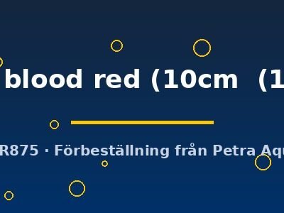 Discus original Stendker pigeon blood red 10–12,5 cm
