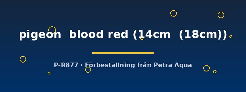 petra-ph-174737 Discus original Stendker pigeon blood red 14–18 cm