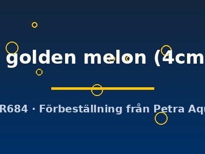 Symphysodon yellow golden melon 4–5 cm