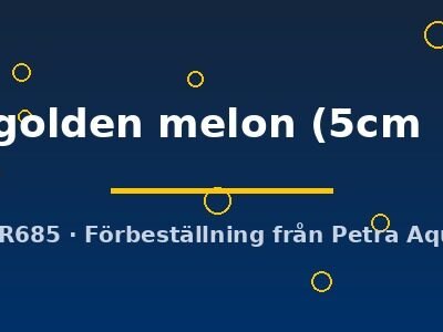 Symphysodon yellow golden melon 5–6,5 cm