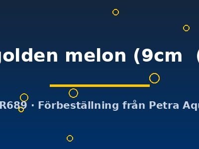 Symphysodon yellow golden melon 9–11,5 cm