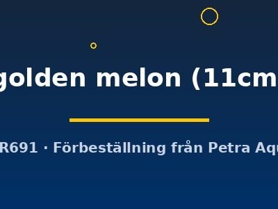 Symphysodon yellow golden melon 11–14 cm