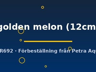 Symphysodon yellow golden melon 12–15 cm