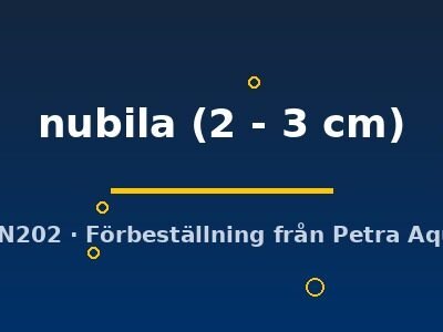 nubila (2 - 3 cm)