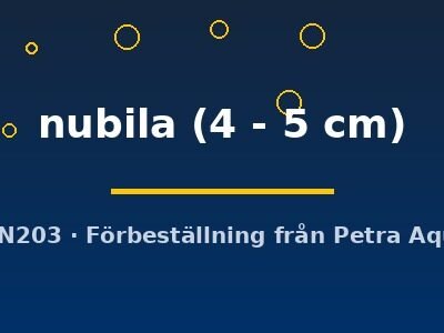 nubila (4 - 5 cm)
