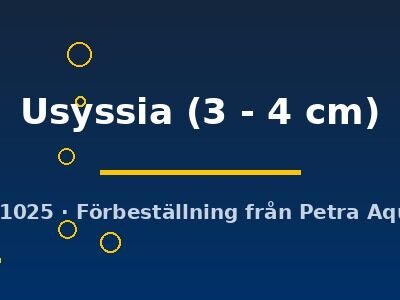 Usyssia (3 - 4 cm)